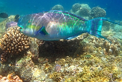 IMG_0710rf_Maldives_Madoogali_House reef_Poisson perroquet